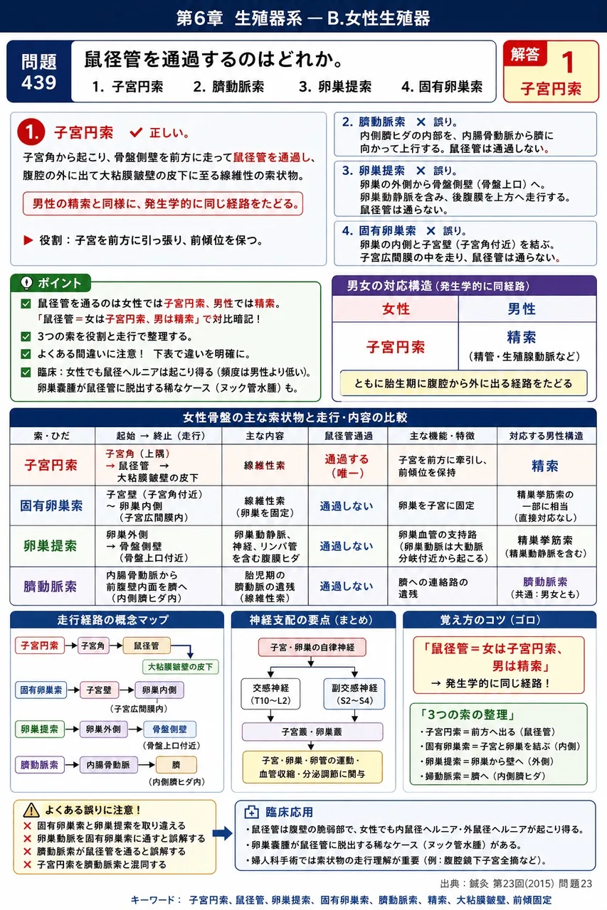 鍼灸 第23回(2015) 問題23|鼠径管を通過するのはどれか。 解説図