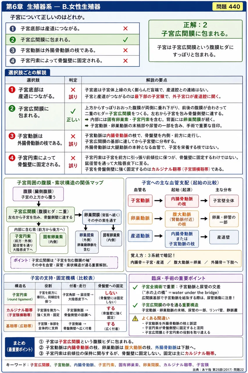 あマ指 第25回(2017) 問題22｜子宮について正しいのはどれか。 解説図