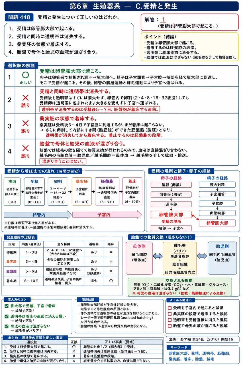 あマ指 第24回(2016) 問題16|受精と発生について正しいのはどれか。 解説図