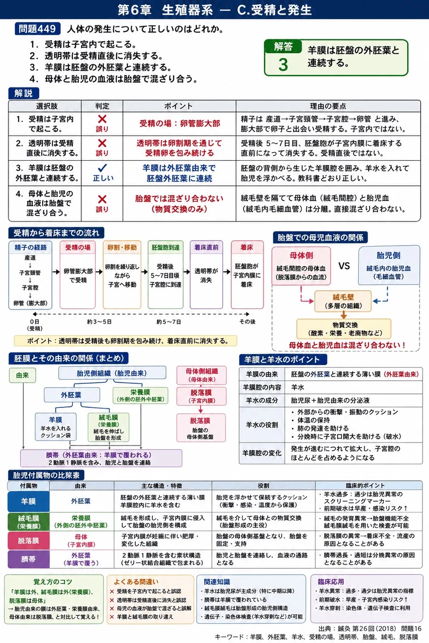 鍼灸 第26回(2018) 問題16｜人体の発生について正しいのはどれか。 解説図