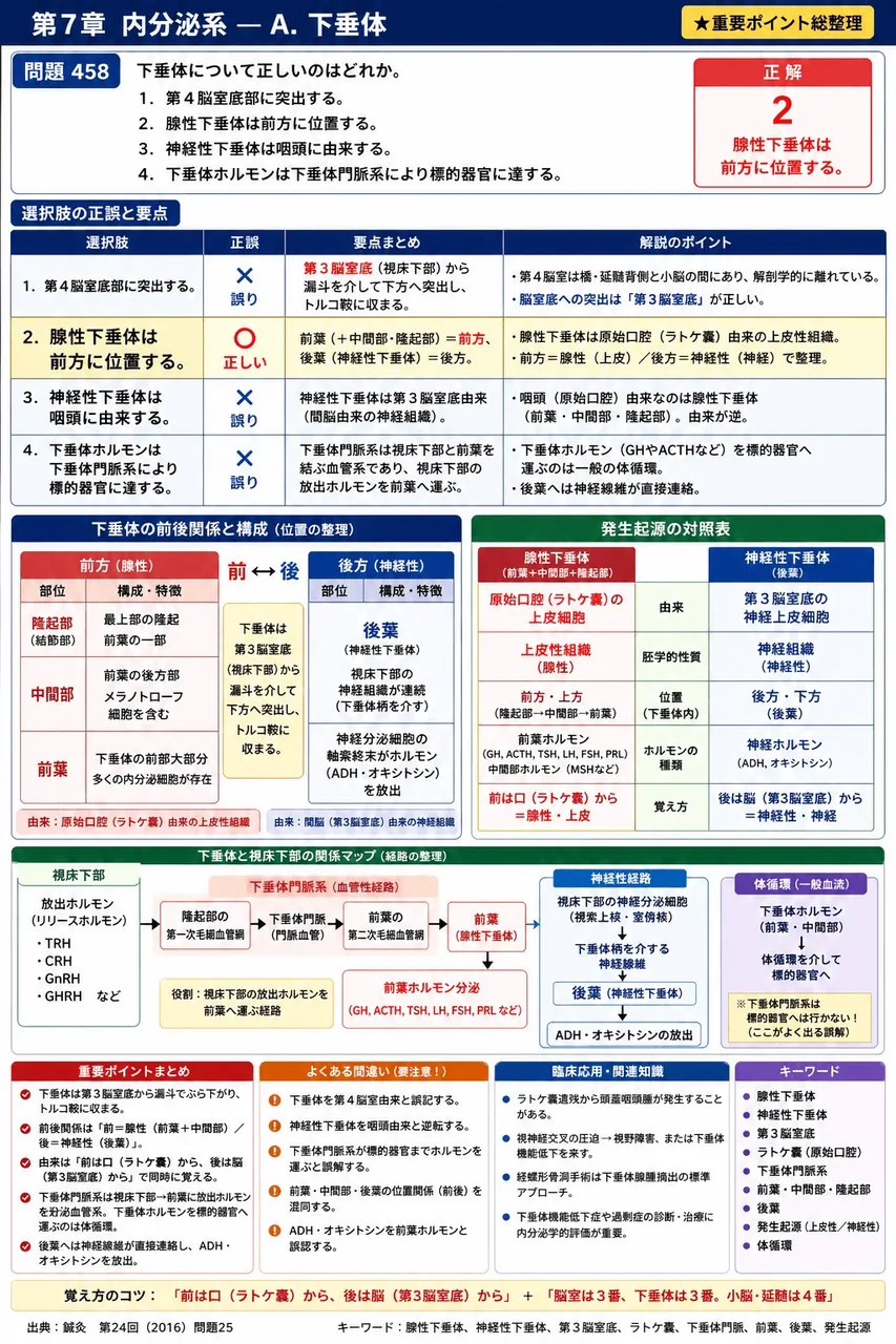 鍼灸 第24回(2016) 問題25｜下垂体について正しいのはどれか。 解説図