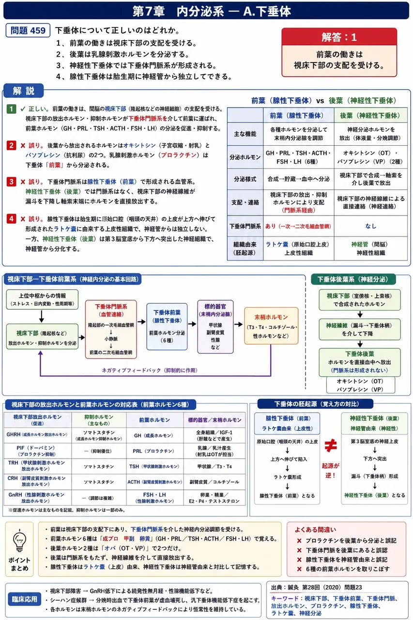 鍼灸 第28回(2020) 問題23|下垂体について正しいのはどれか。 解説図