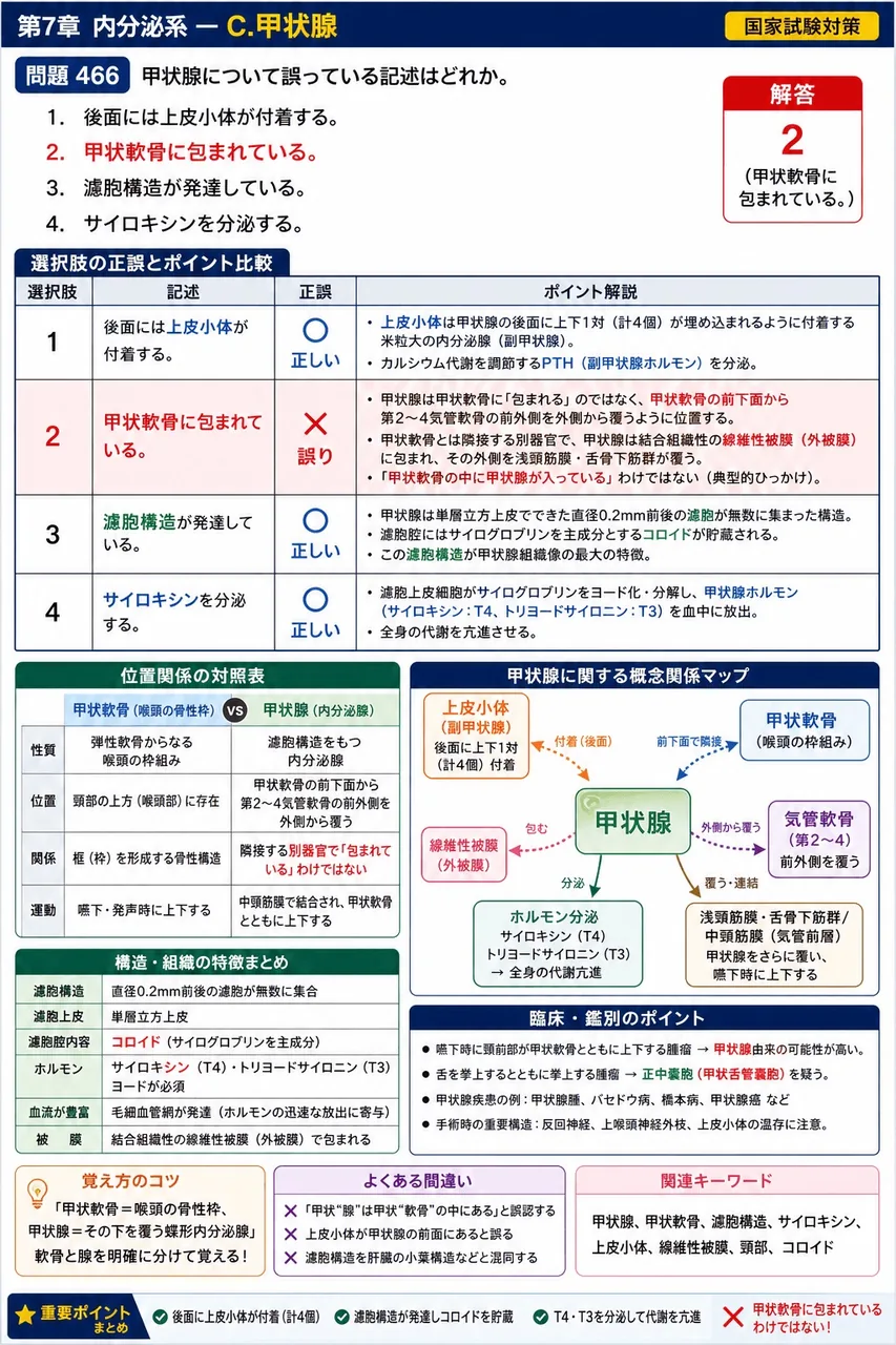 鍼灸 第8回(2000) 問題25｜甲状腺について誤っている記述はどれか。 解説図