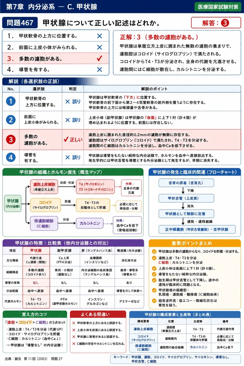 鍼灸 第11回(2003) 問題27｜甲状腺について正しい記述はどれか。 解説図