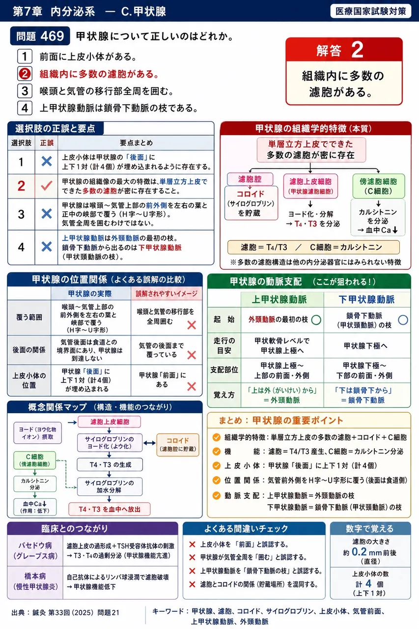 鍼灸 第33回(2025) 問題21｜甲状腺について正しいのはどれか。 解説図