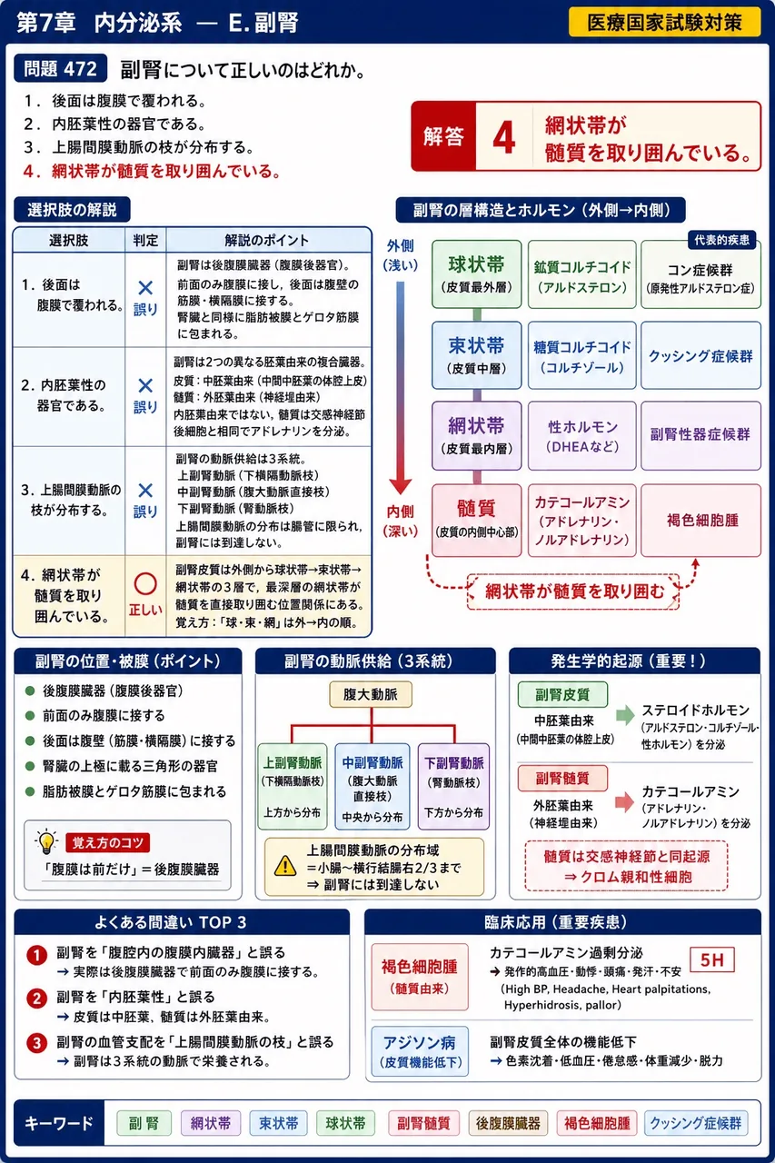 あマ指 第25回(2017) 問題23|副腎について正しいのはどれか。 解説図