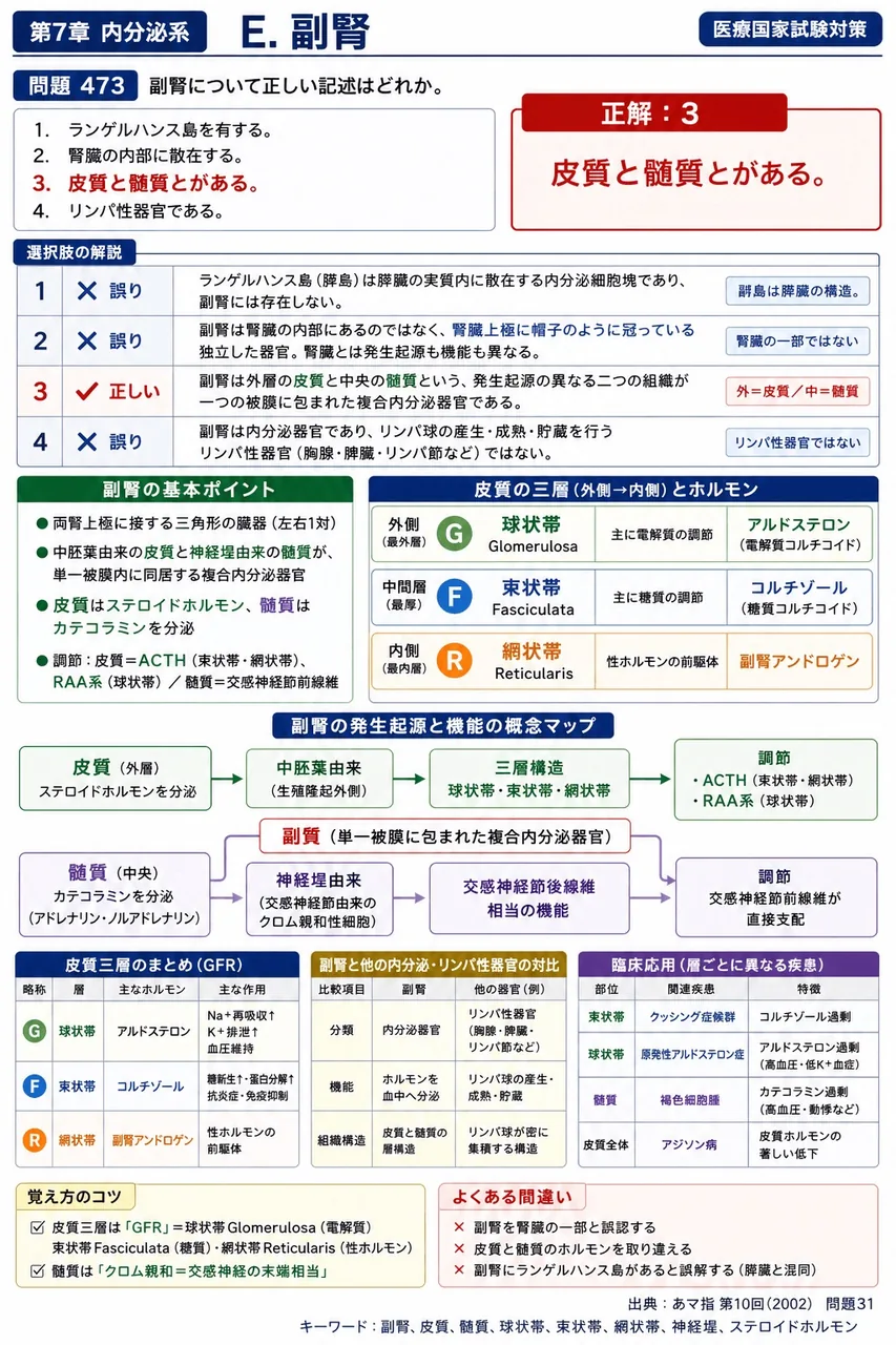 あマ指 第10回(2002) 問題31|副腎について正しい記述はどれか。 解説図