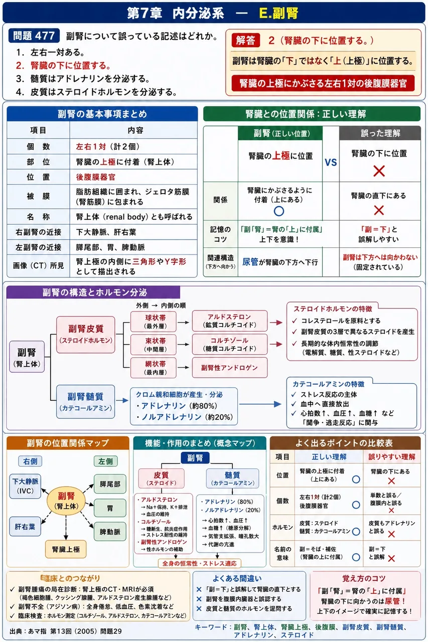 あマ指 第13回(2005) 問題29｜副腎について誤っている記述はどれか。 解説図