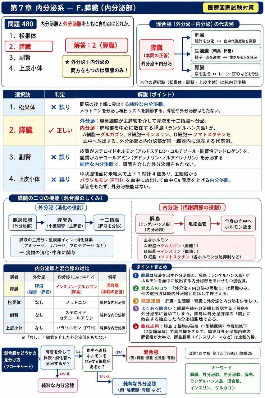 あマ指 第1回(1993) 問題28｜内分泌腺と外分泌腺をともに含むのはどれか。 解説図