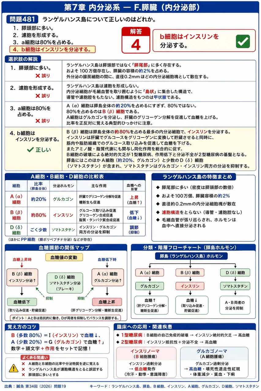 鍼灸 第34回(2026) 問題19｜ランゲルハンス島について正しいのはどれか。 解説図