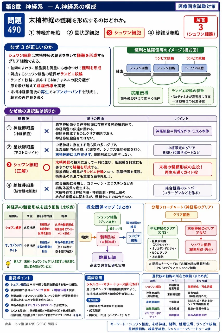 あマ指 第12回(2004) 問題17｜末梢神経の髄鞘を形成するのはどれか。 解説図