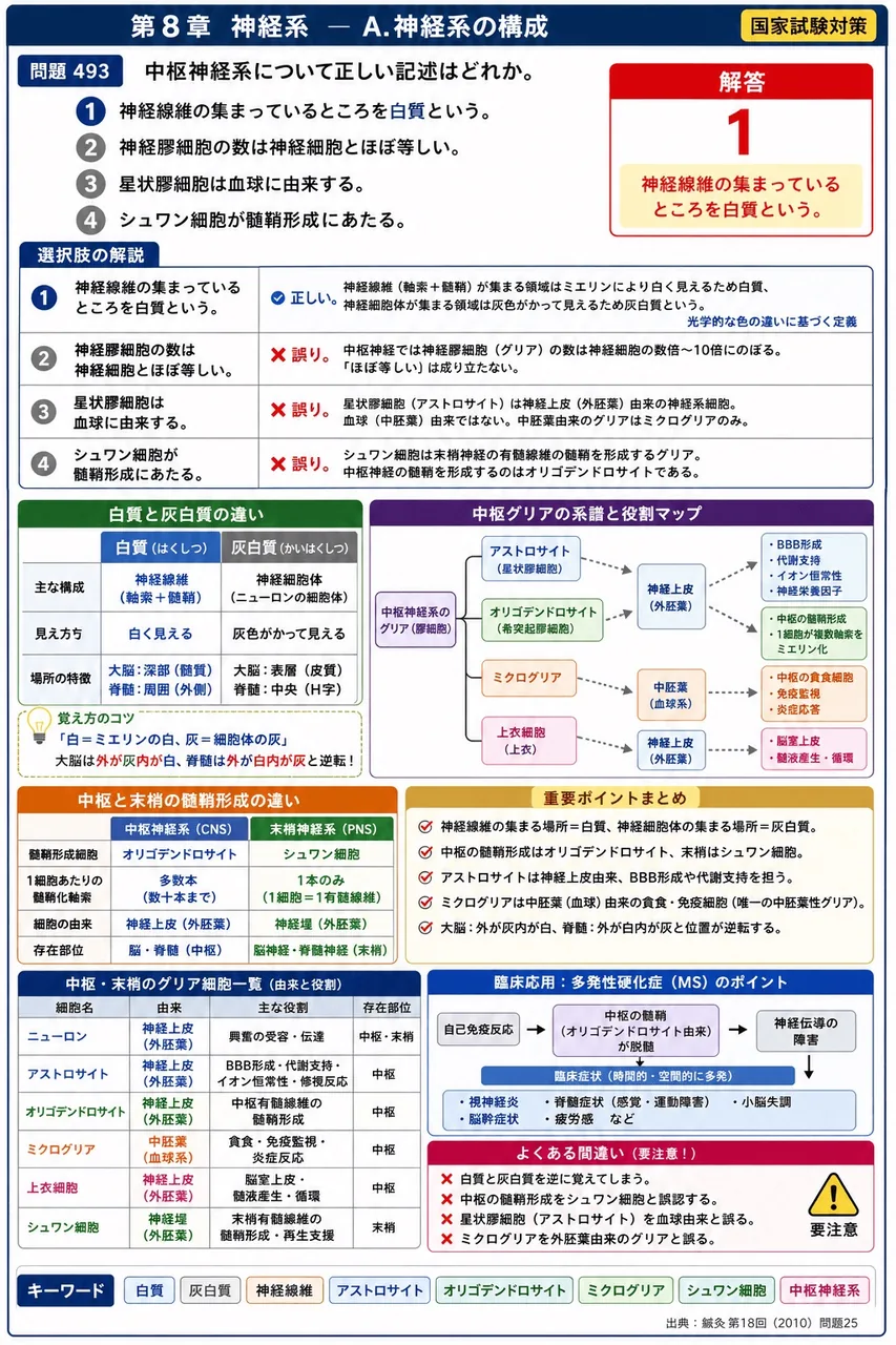 鍼灸 第18回(2010) 問題25｜中枢神経系について正しい記述はどれか。 解説図