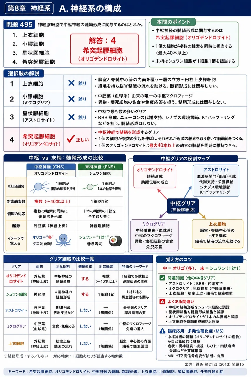 鍼灸 第21回(2013) 問題15|神経膠細胞で中枢神経の髄鞘形成に関与するのはどれか。 解説図