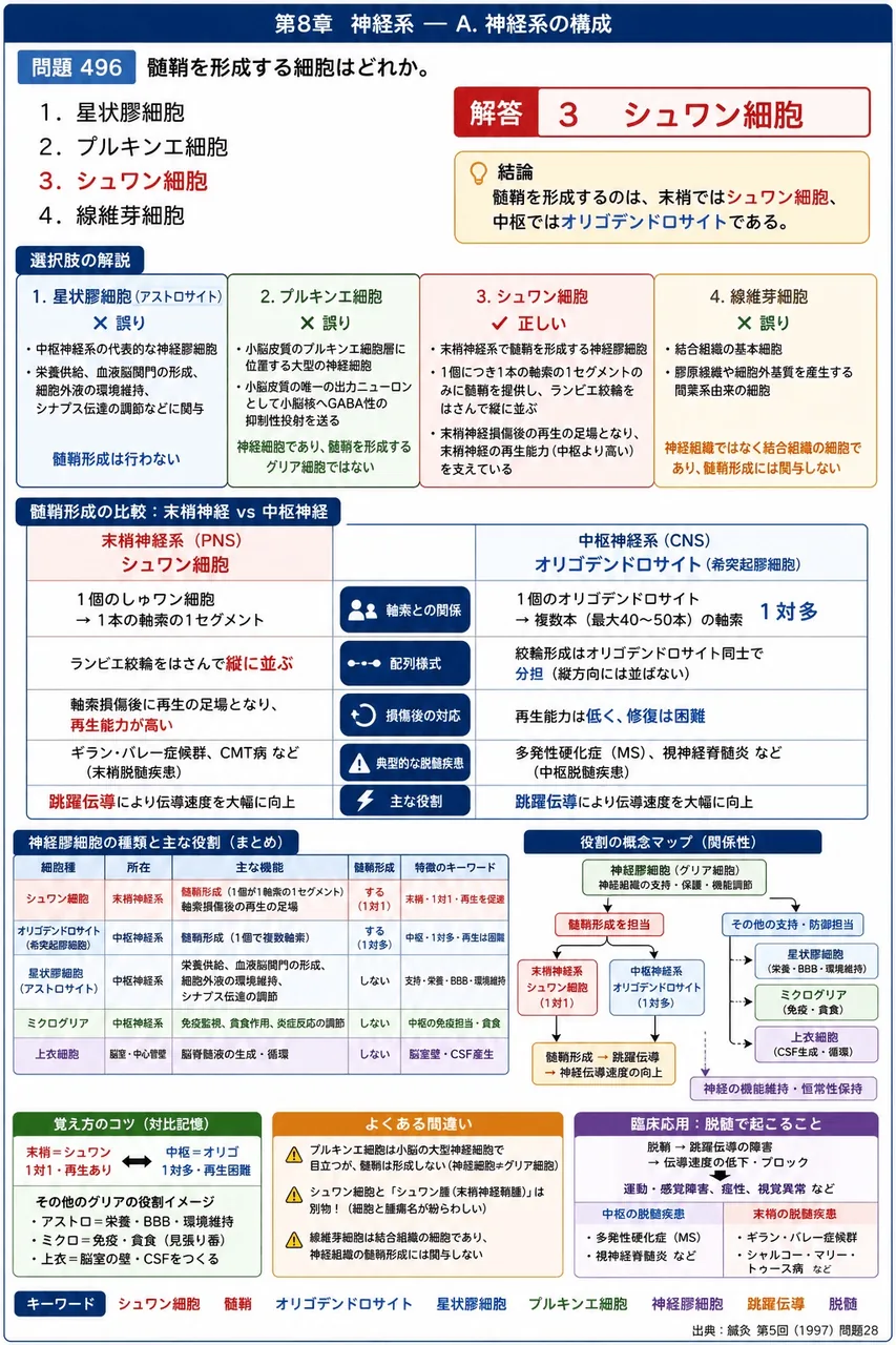 鍼灸 第5回(1997) 問題28|髄鞘を形成する細胞はどれか。 解説図