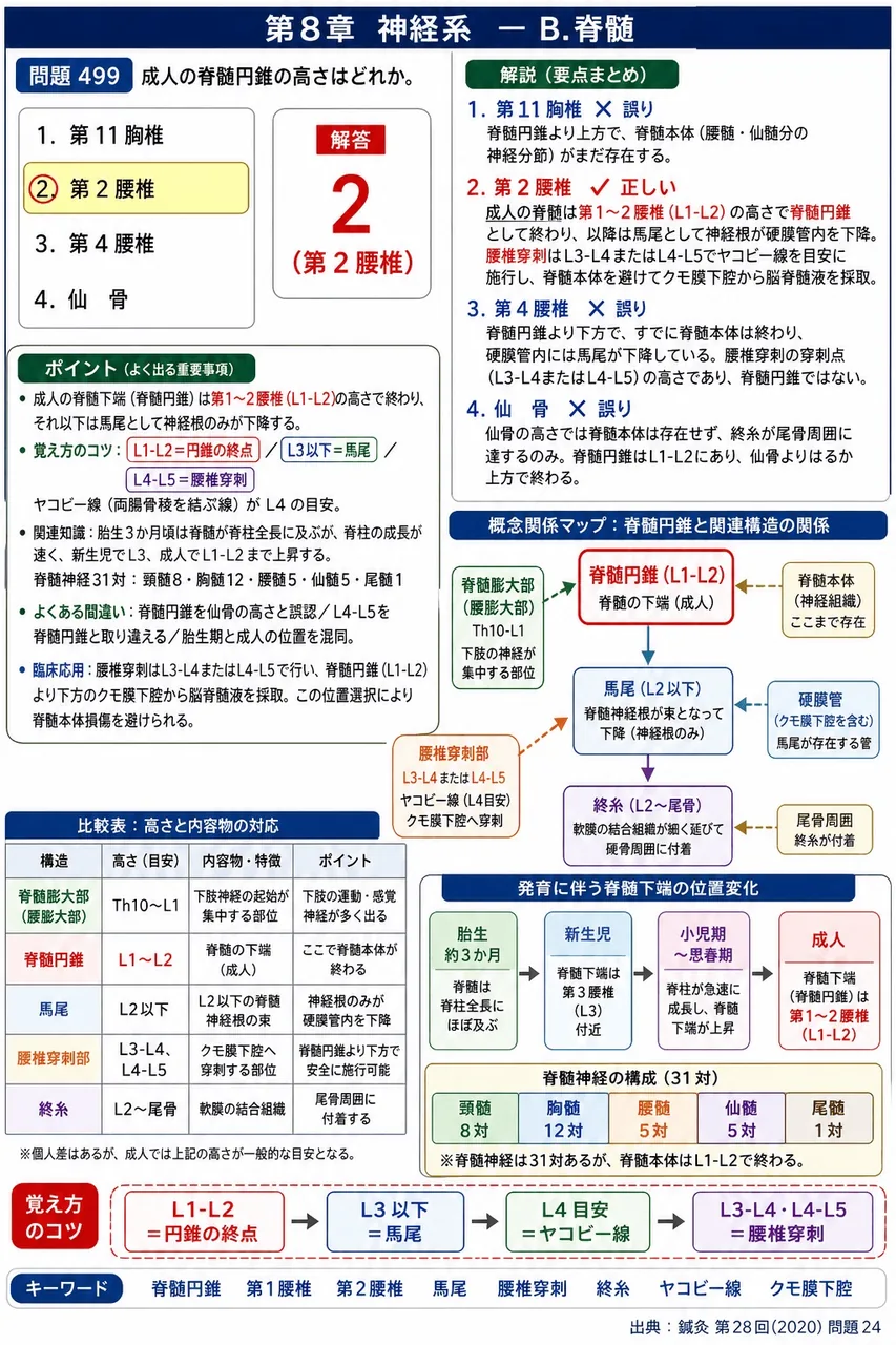 鍼灸 第28回(2020) 問題24｜成人の脊髄円錐の高さはどれか。 解説図
