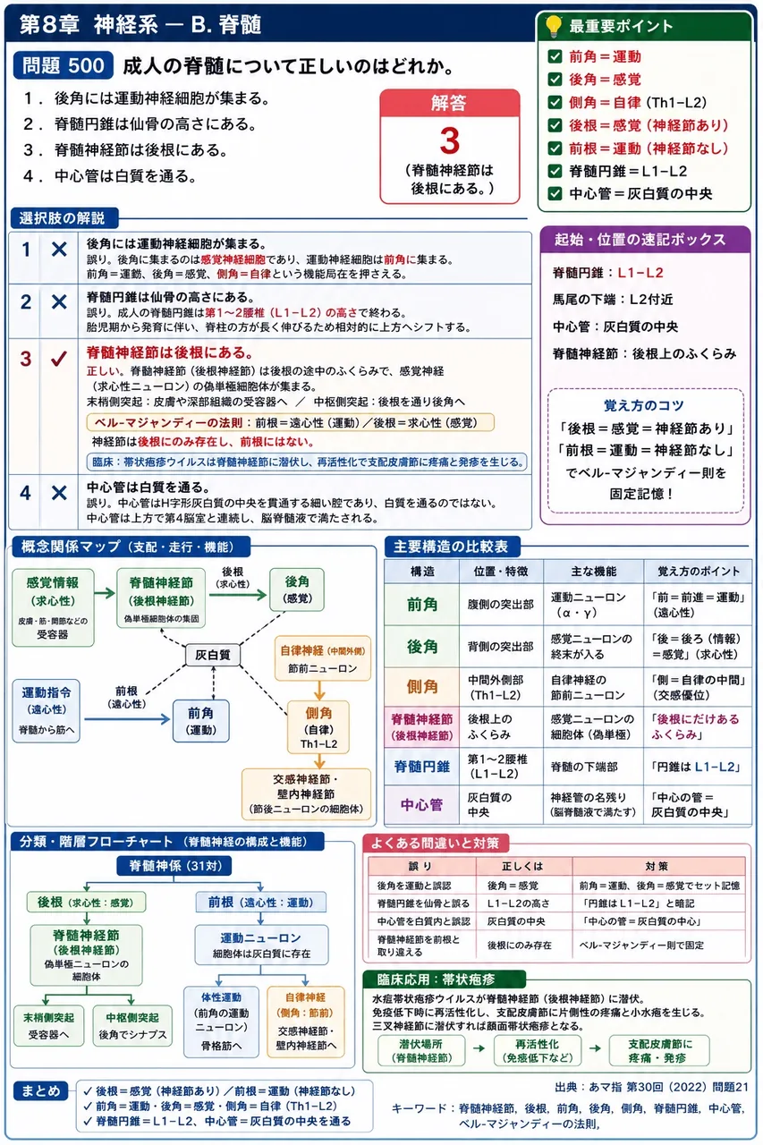 あマ指 第30回(2022) 問題21｜成人の脊髄について正しいのはどれか。 解説図