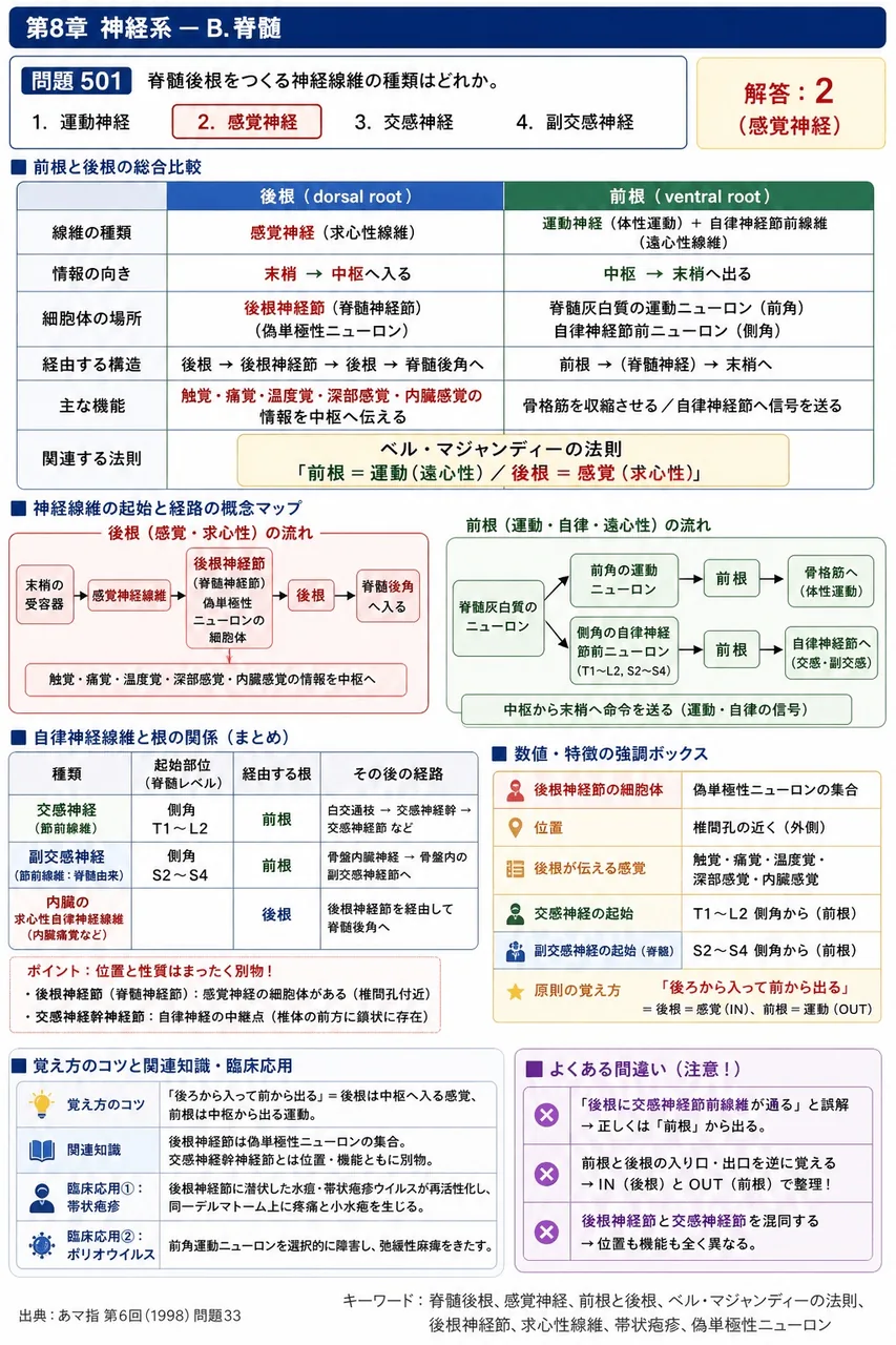 あマ指 第6回(1998) 問題33｜脊髄後根をつくる神経線維の種類はどれか。 解説図