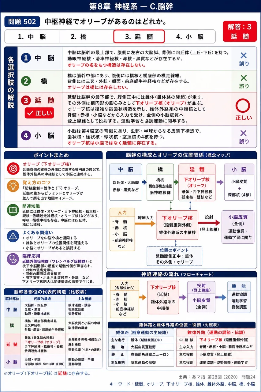 あマ指 第28回(2020) 問題24｜中枢神経でオリーブがあるのはどれか。 解説図
