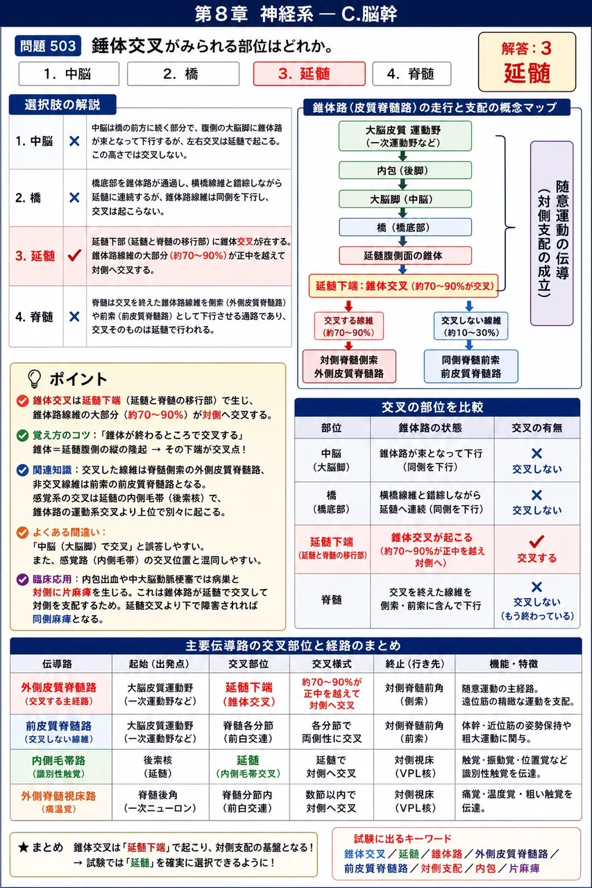 あマ指 第3回(1995) 問題33|錘体交叉がみられる部位はどれか。 解説図