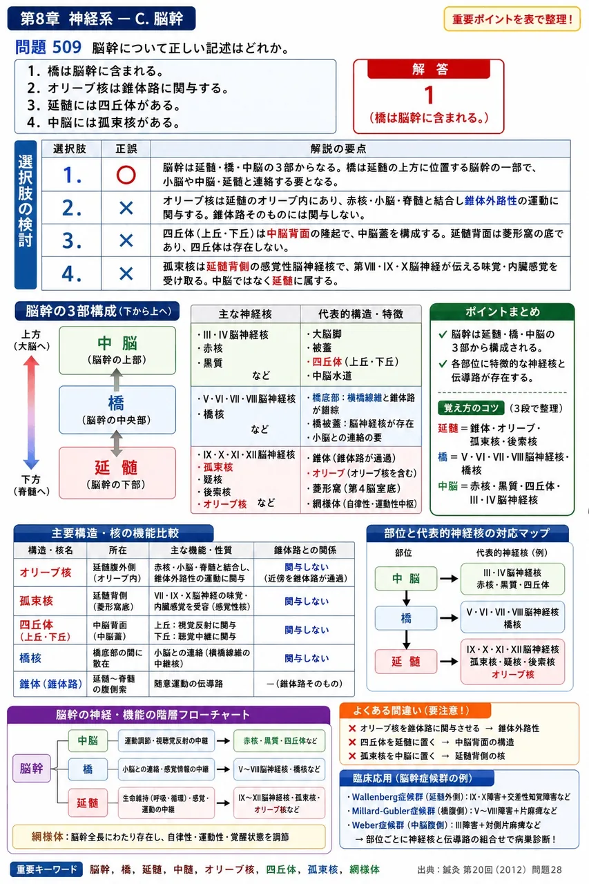 鍼灸 第20回(2012) 問題28|脳幹について正しい記述はどれか。 解説図