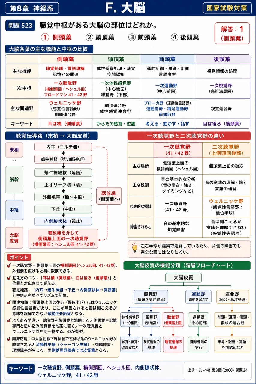 あマ指 第8回(2000) 問題34｜聴覚中枢がある大脳の部位はどれか。 解説図