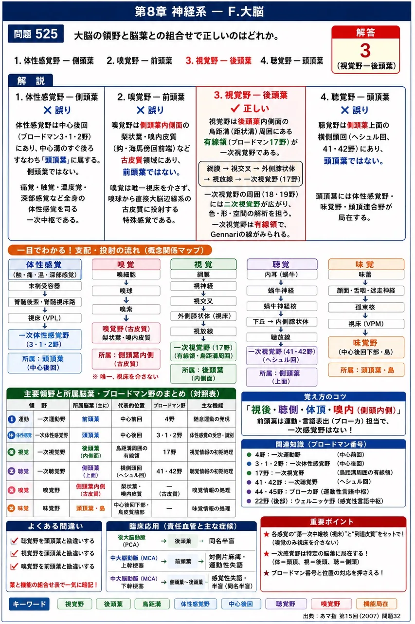 あマ指 第15回(2007) 問題32|大脳の領野と脳葉との組合せで正しいのはどれか。 解説図