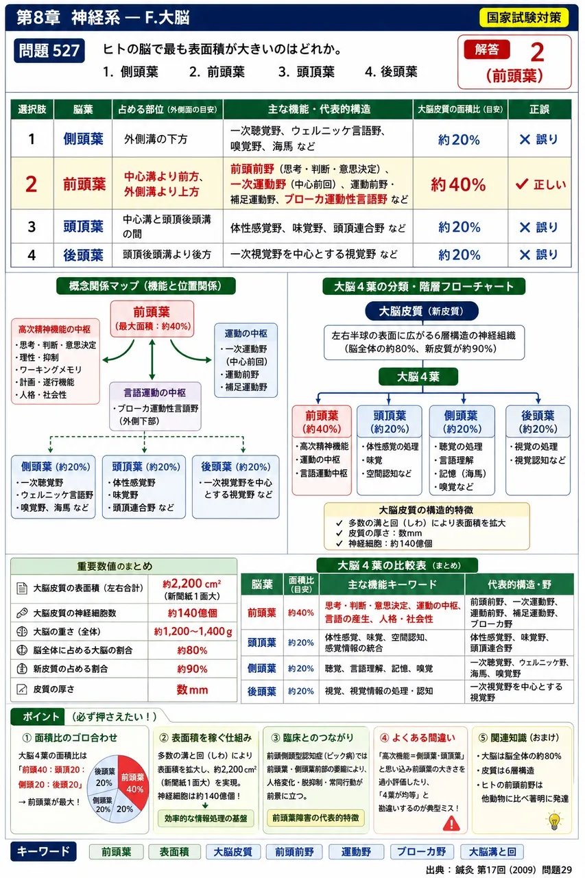 鍼灸 第17回(2009) 問題29｜ヒトの脳で最も表面積が大きいのはどれか。 解説図