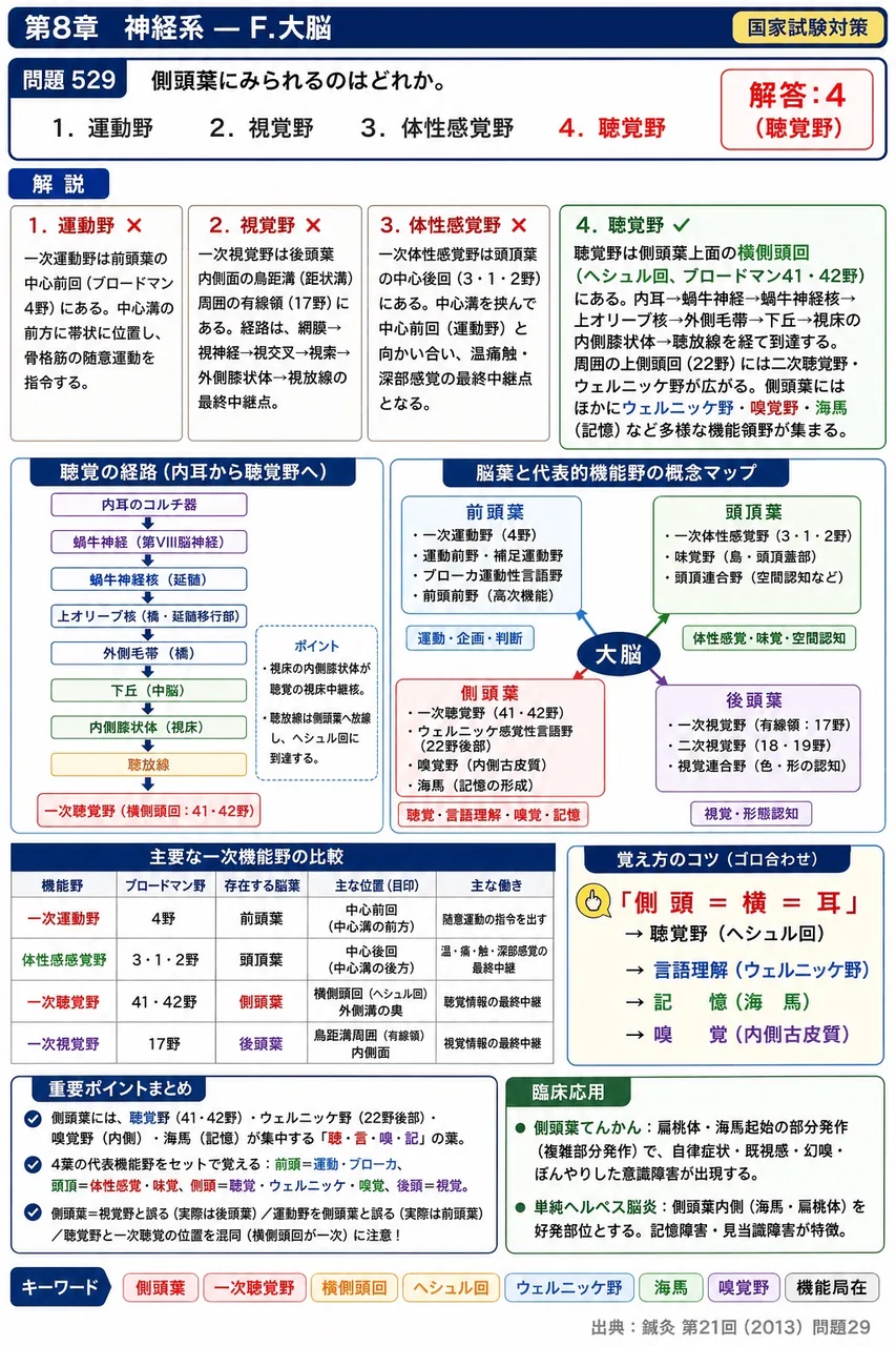 鍼灸 第21回(2013) 問題29|側頭葉にみられるのはどれか。 解説図