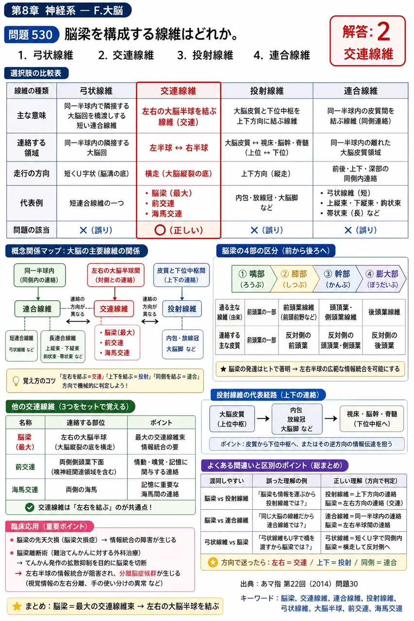あマ指 第22回(2014) 問題30｜脳梁を構成する線維はどれか。 解説図