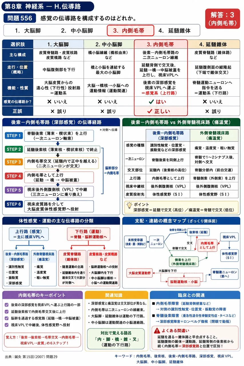鍼灸 第15回(2007) 問題29｜感覚の伝導路を構成するのはどれか。 解説図