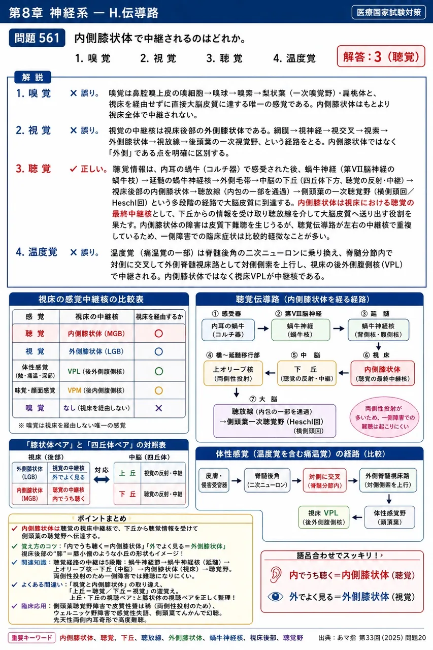 あマ指 第33回(2025) 問題20|内側膝状体で中継されるのはどれか。 解説図