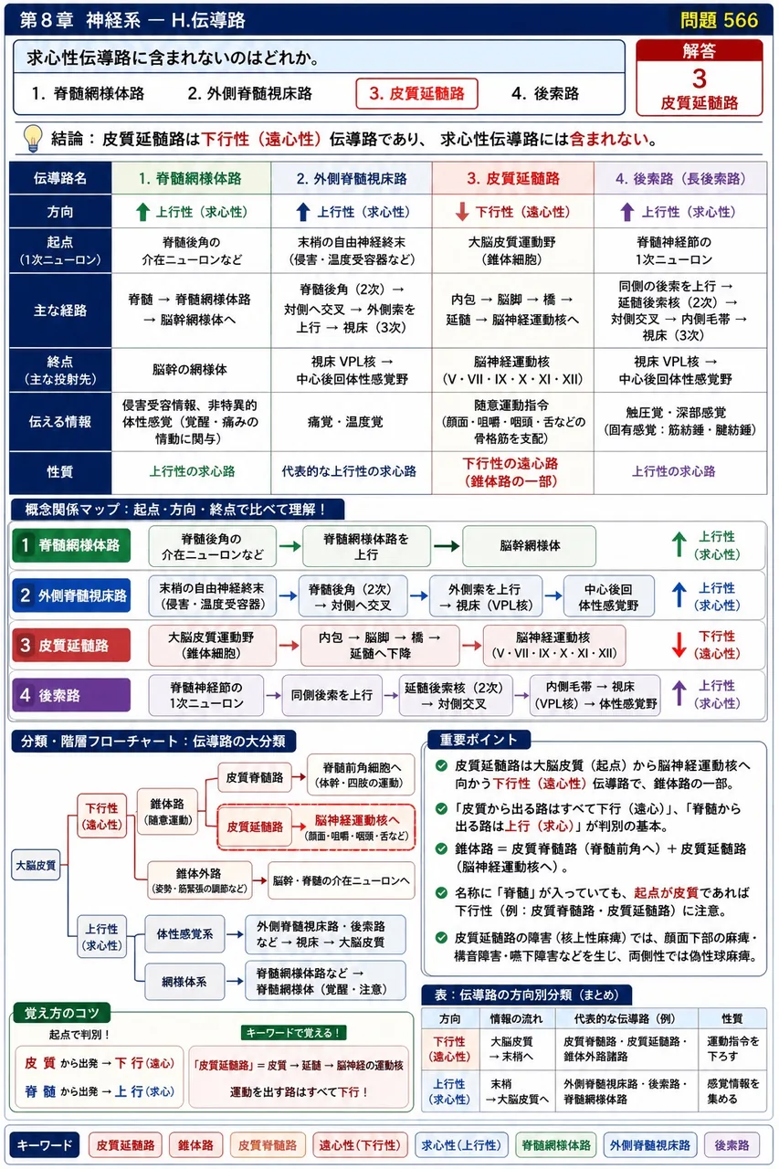 鍼灸 第12回(2004) 問題31｜求心性伝導路に含まれないのはどれか。 解説図
