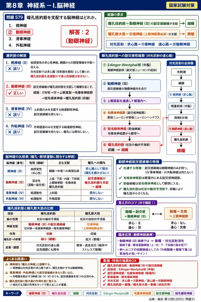鍼灸 第10回(2002) 問題31|瞳孔括約筋を支配する脳神経はどれか。 解説図