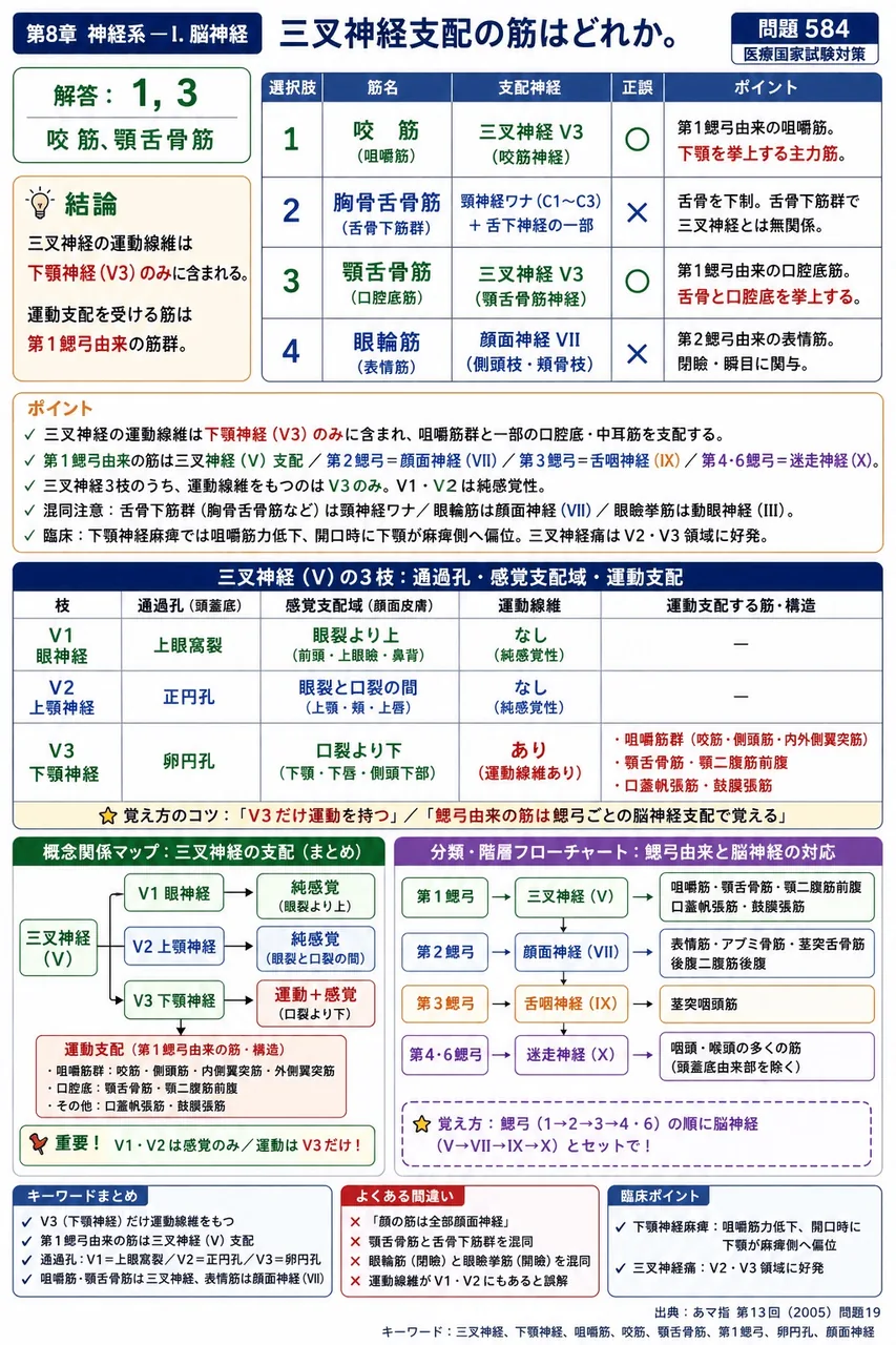 あマ指 第13回(2005) 問題19｜三叉神経支配の筋はどれか。 解説図
