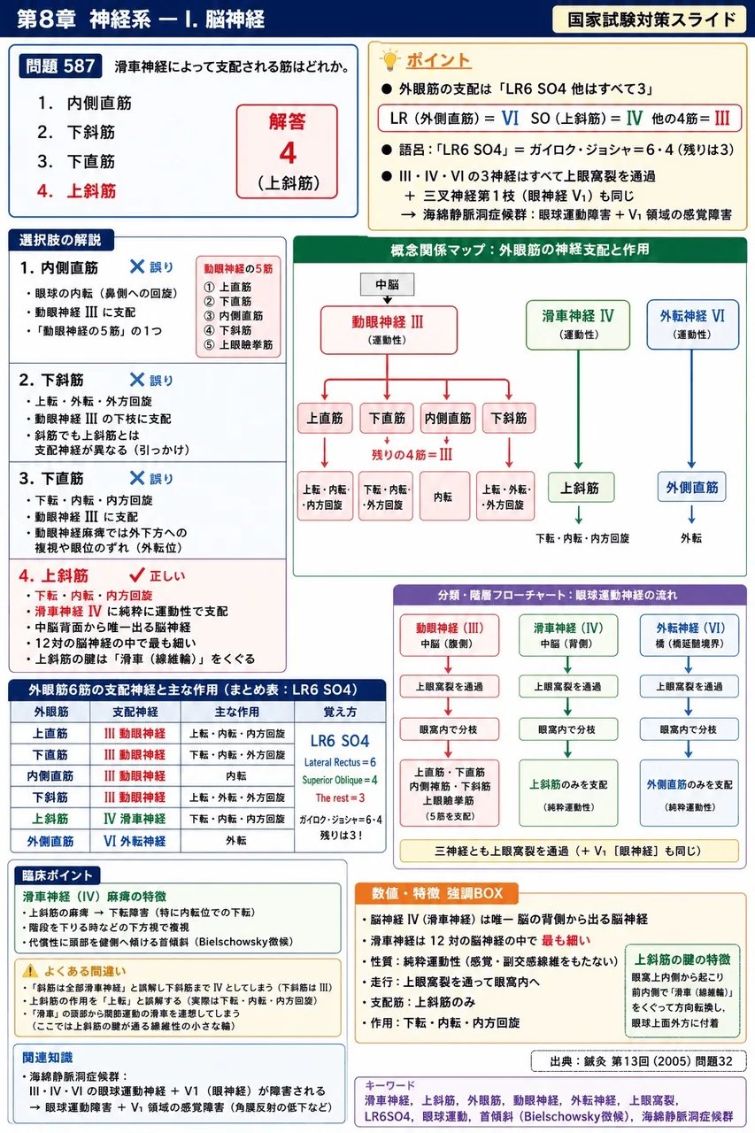 鍼灸 第13回(2005) 問題32｜滑車神経によって支配される筋はどれか。 解説図