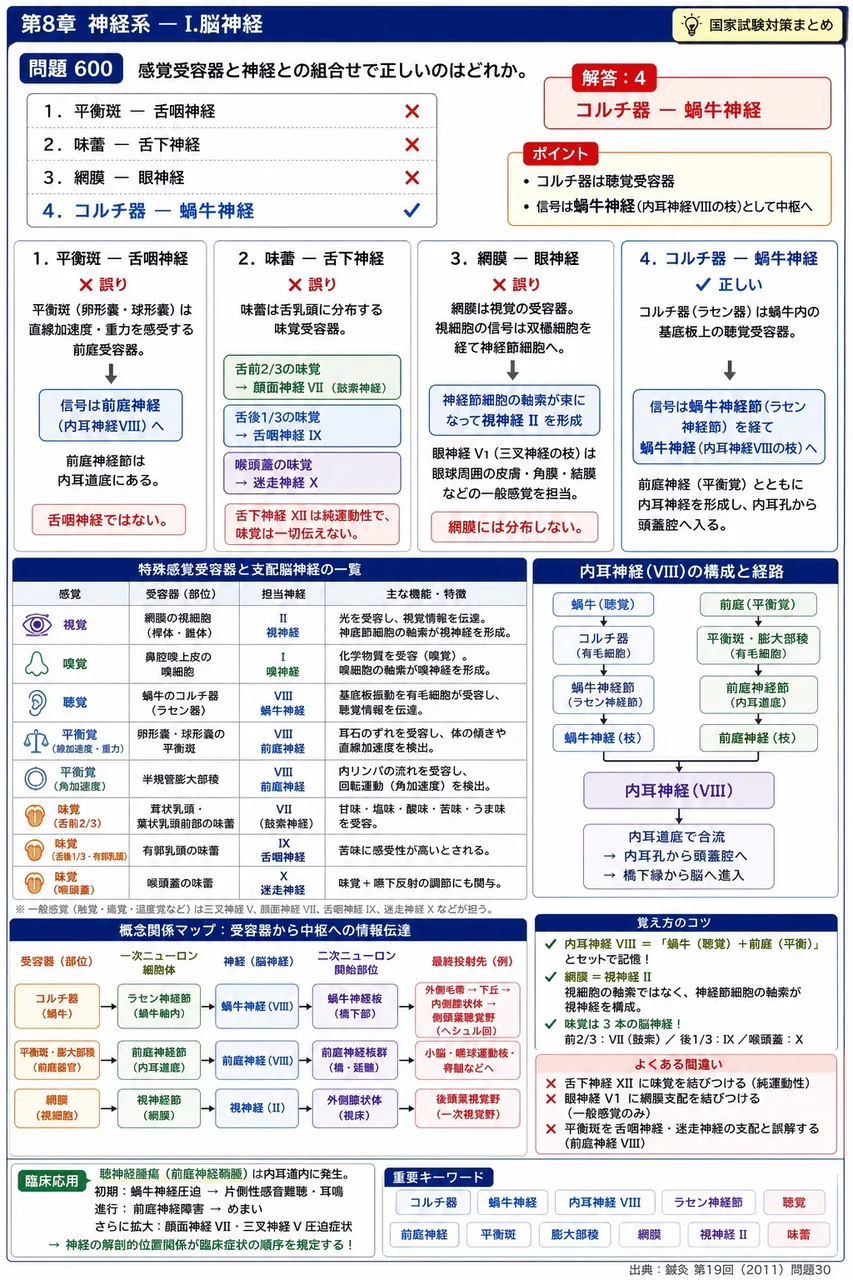 鍼灸 第19回(2011) 問題30｜感覚受容器と神経との組合せで正しいのはどれか。 解説図