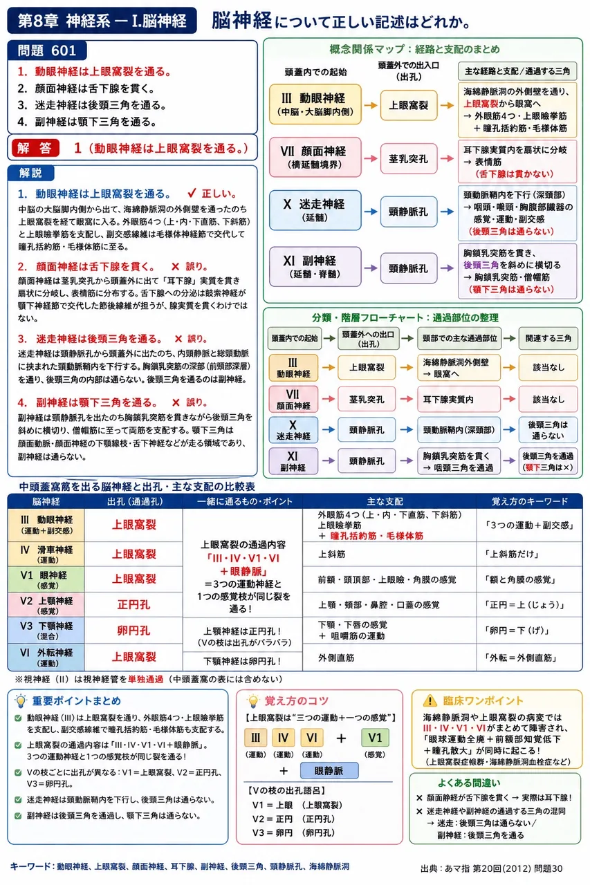 あマ指 第20回(2012) 問題30｜脳神経について正しい記述はどれか。 解説図