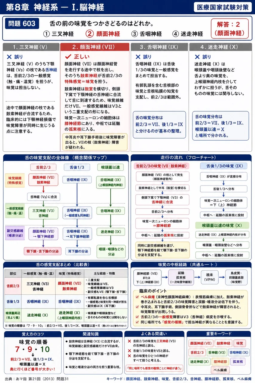 あマ指 第21回(2013) 問題31｜舌の前の味覚をつかさどるのはどれか。 解説図