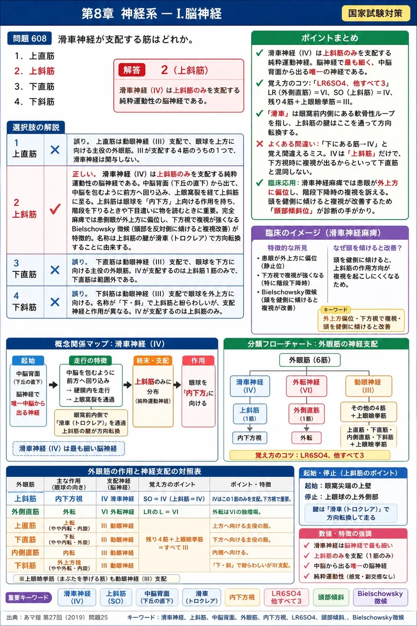あマ指 第27回(2019) 問題25｜滑車神経が支配する筋はどれか。 解説図