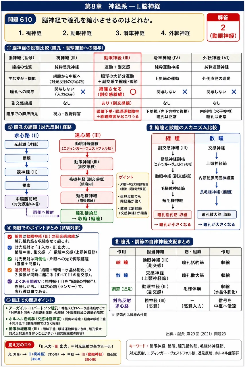 鍼灸 第29回(2021) 問題23｜脳神経で瞳孔を縮小させるのはどれか。 解説図