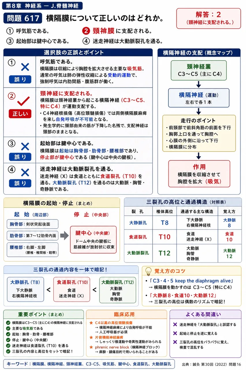 鍼灸 第30回(2022) 問題16｜横隔膜について正しいのはどれか。 解説図