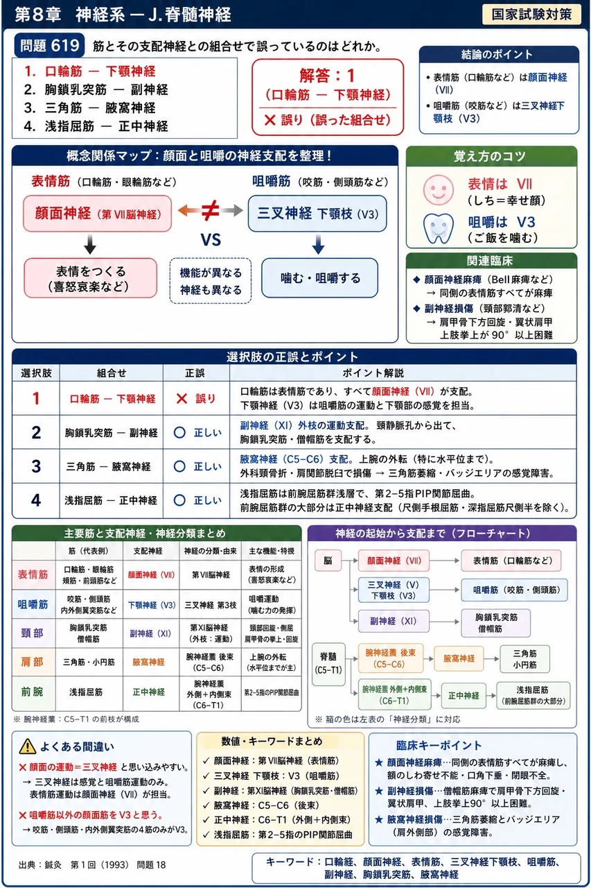 鍼灸 第1回(1993) 問題18|筋とその支配神経との組合せで誤っているのはどれか。 解説図