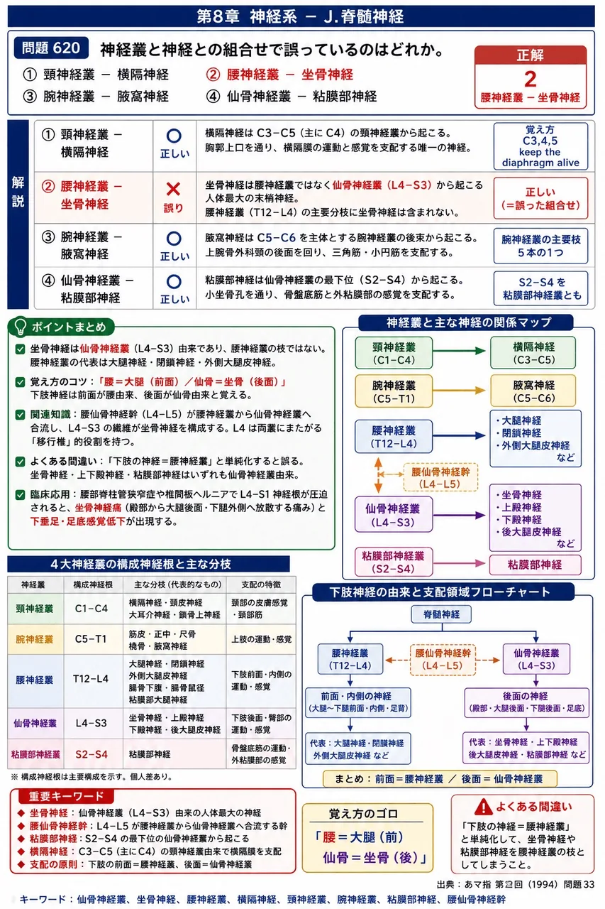 あマ指 第2回(1994) 問題33|神経叢と神経との組合せで誤っているのはどれか。 解説図
