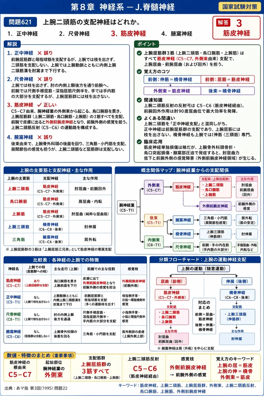 あマ指 第3回(1995) 問題22｜上腕二頭筋の支配神経はどれか。 解説図