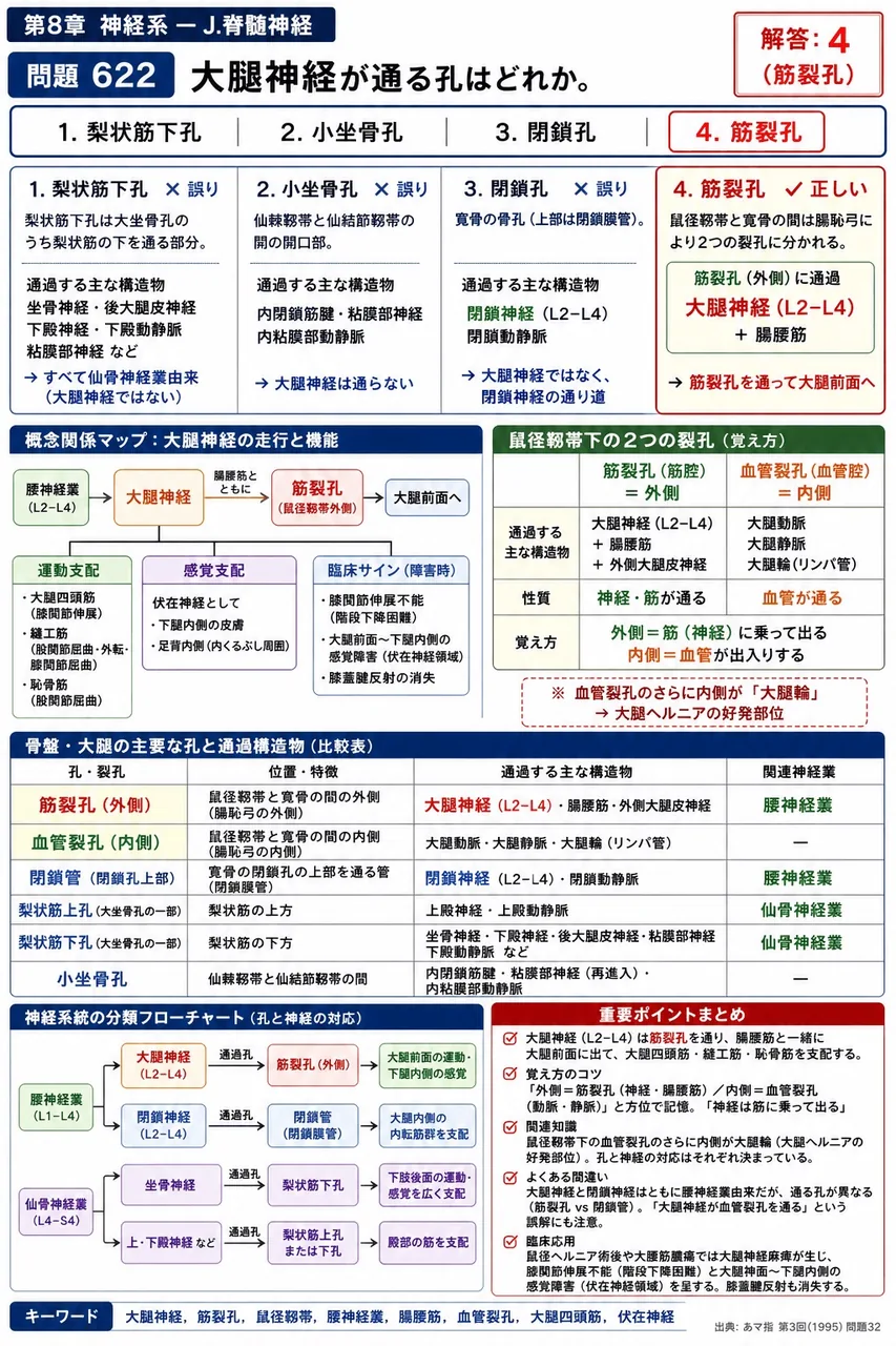 あマ指 第3回(1995) 問題32|大腿神経が通る孔はどれか。 解説図