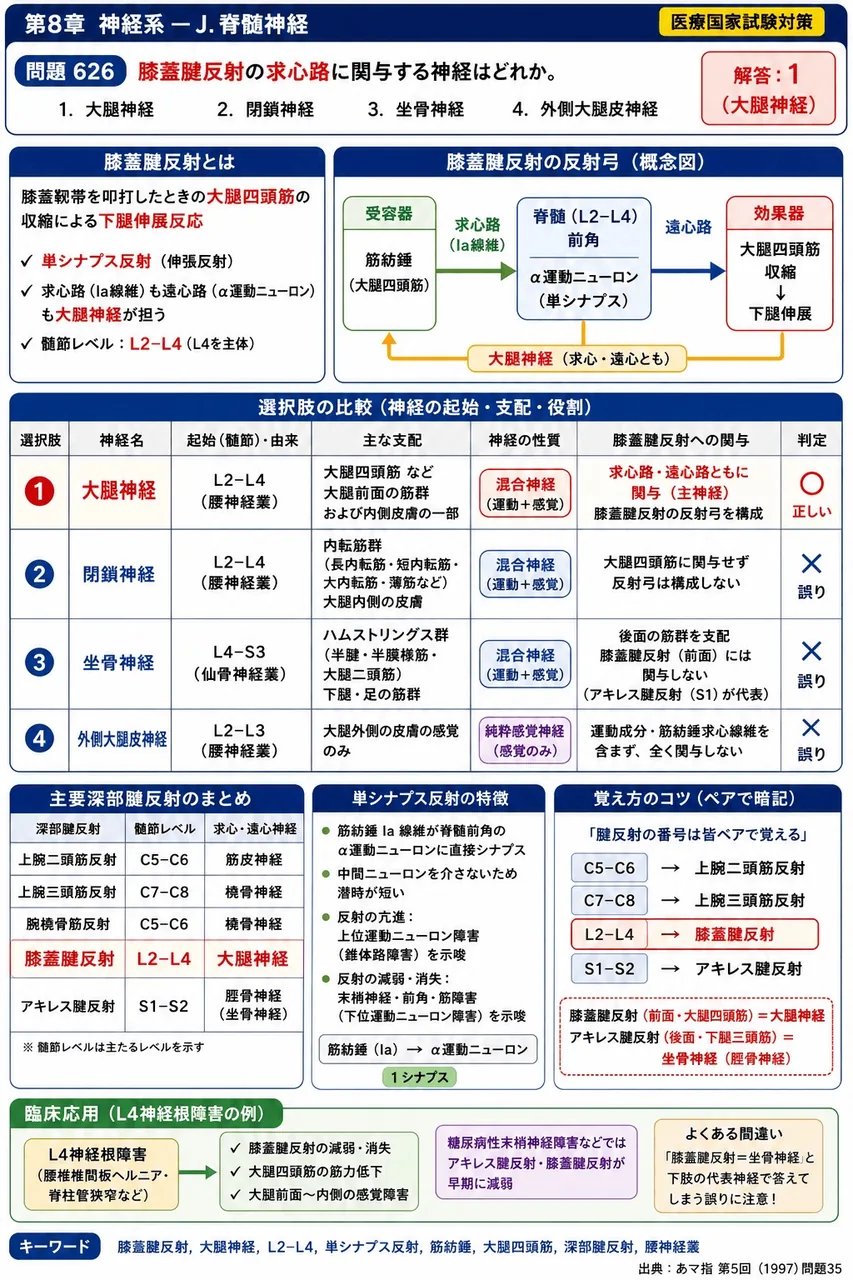 あマ指 第5回(1997) 問題35｜膝蓋腱反射の求心路に関与する神経はどれか。 解説図