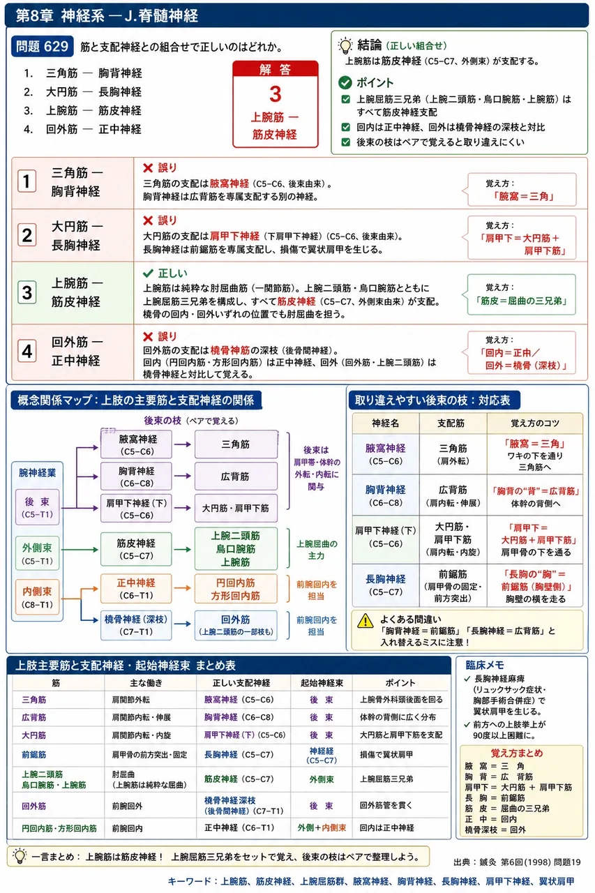 鍼灸 第6回(1998) 問題19｜筋と支配神経との組合せで正しいのはどれか。 解説図