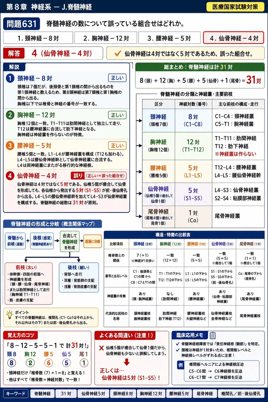 あマ指 第8回(2000) 問題36|脊髄神経の数について誤っている組合せはどれか。 解説図
