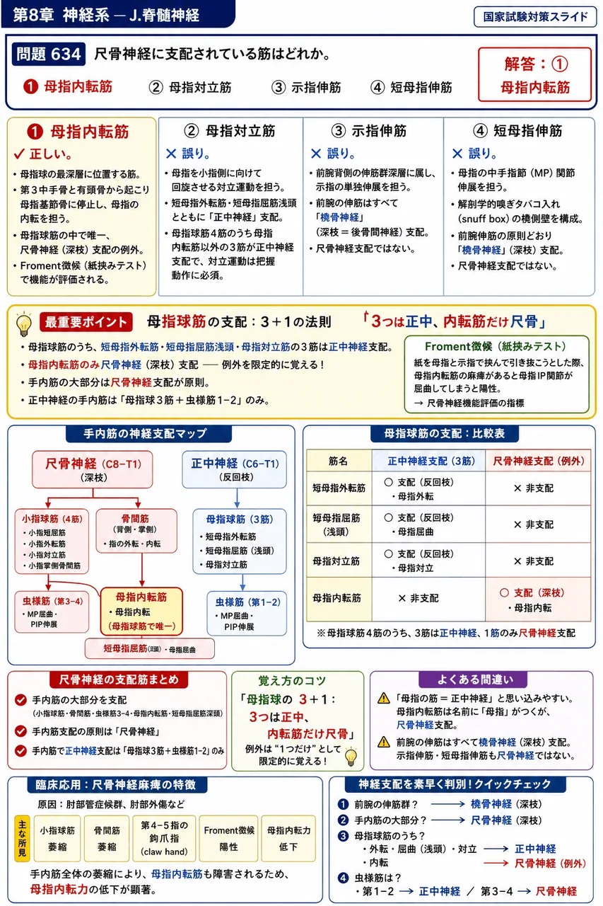 鍼灸 第9回(2001) 問題18｜尺骨神経に支配されている筋はどれか。 解説図