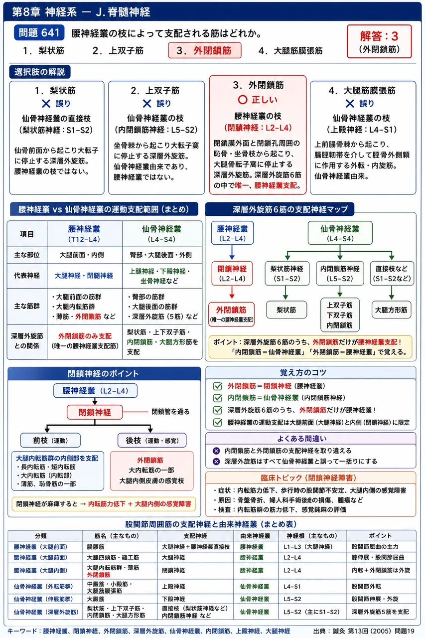 鍼灸 第13回(2005) 問題19｜腰神経叢の枝によって支配される筋はどれか。 解説図